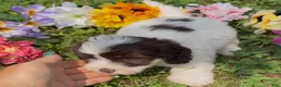 Mini Goldendoodle dogs for sale: Clove - Ad 3