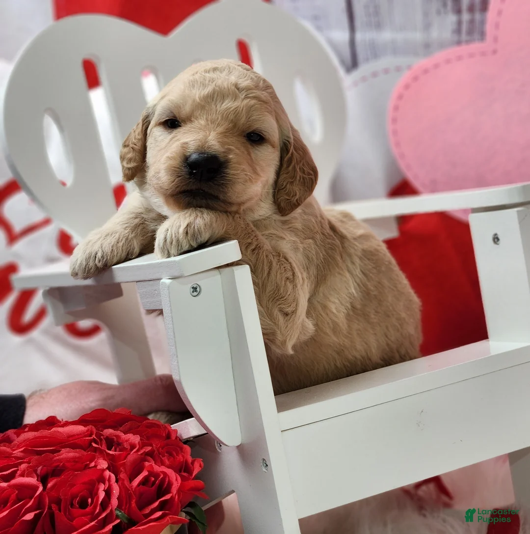 Goldendoodle dogs for sale: Gus - Ad 1