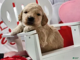 Goldendoodle dogs Gus - Ad 13