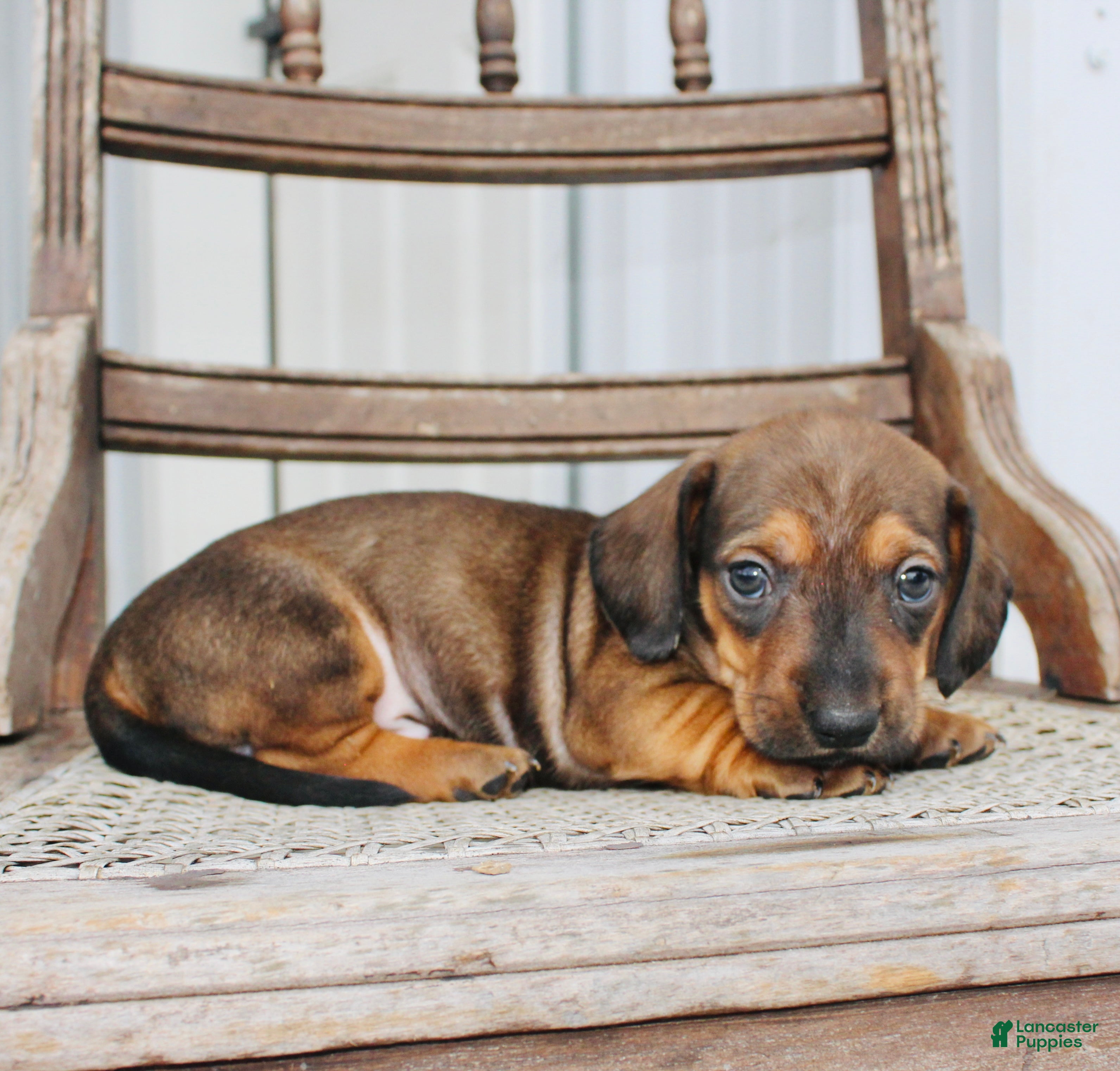 Miniature Dachshund dogs for sale: Avery - Ad 4