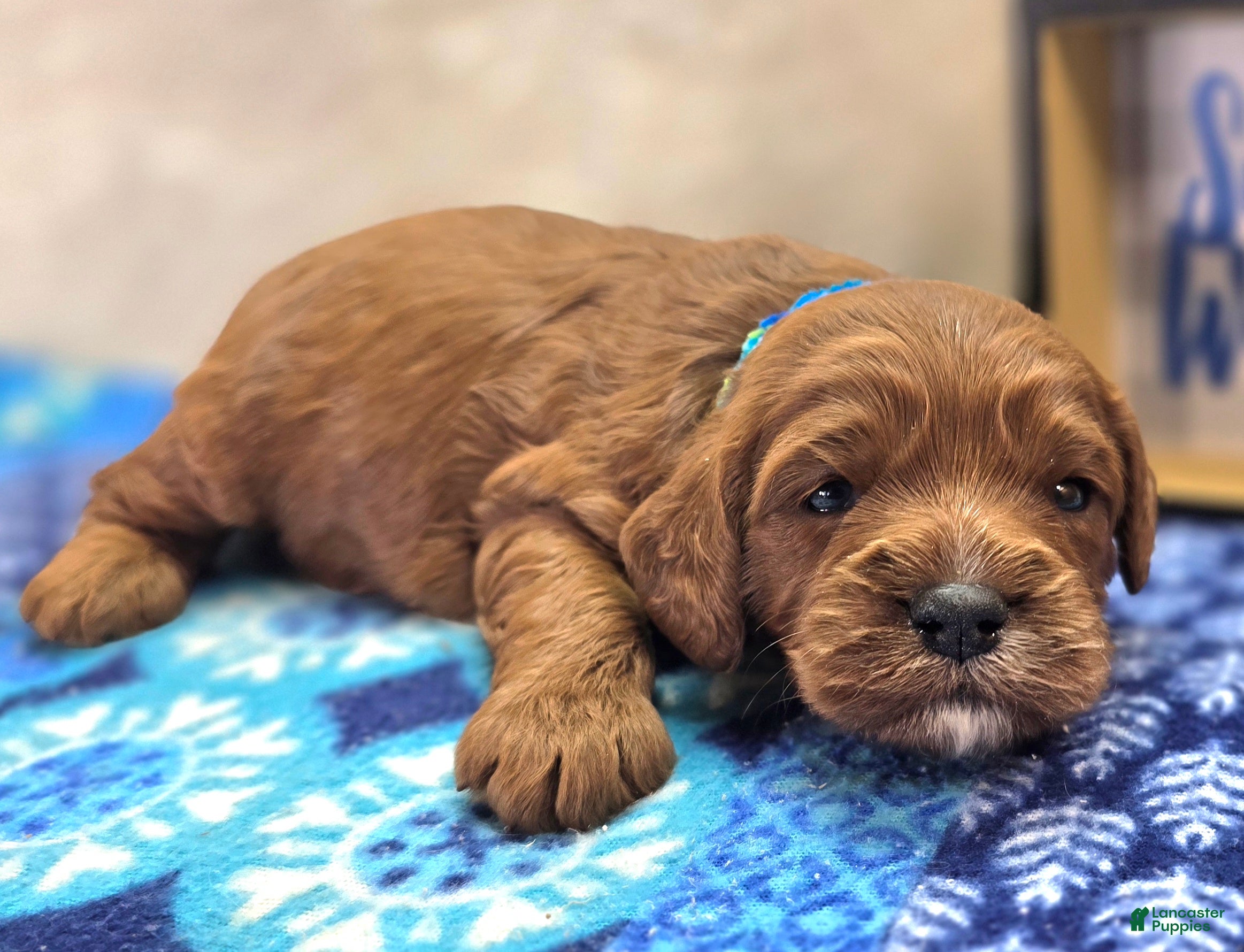 Cavapoo dogs Gravy - Ad 8