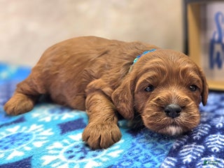 Cavapoo dogs Gravy - Ad 42