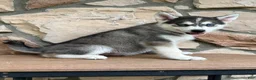 Pomsky dogs for sale: Harley - Ad 2