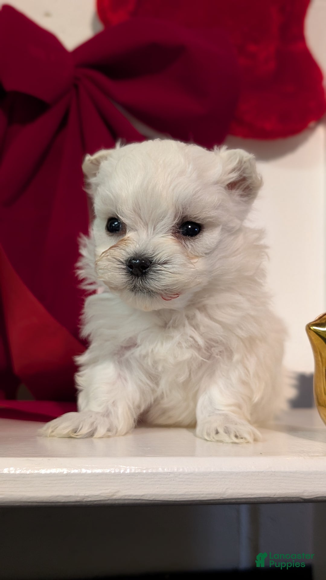 Maltese dogs for sale: Kai - Ad 7