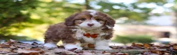 Mini Aussiedoodle dogs for sale: Charlie - Ad 4