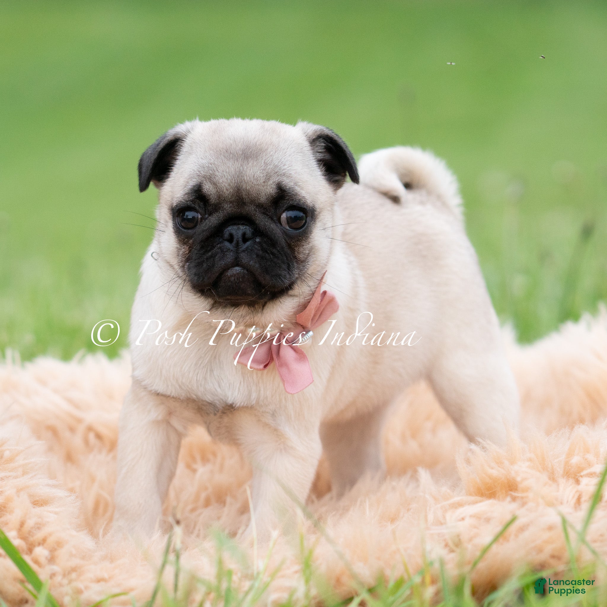 Pug dogs Carolina AKC - Ad 12