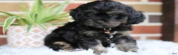 Cavapoo dogs for sale: Teddy - Ad 8