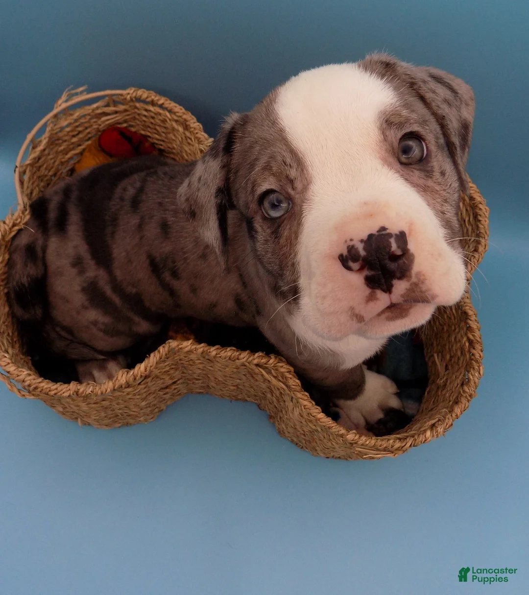 Mixed Breed dogs for sale: Bugs - Ad 4