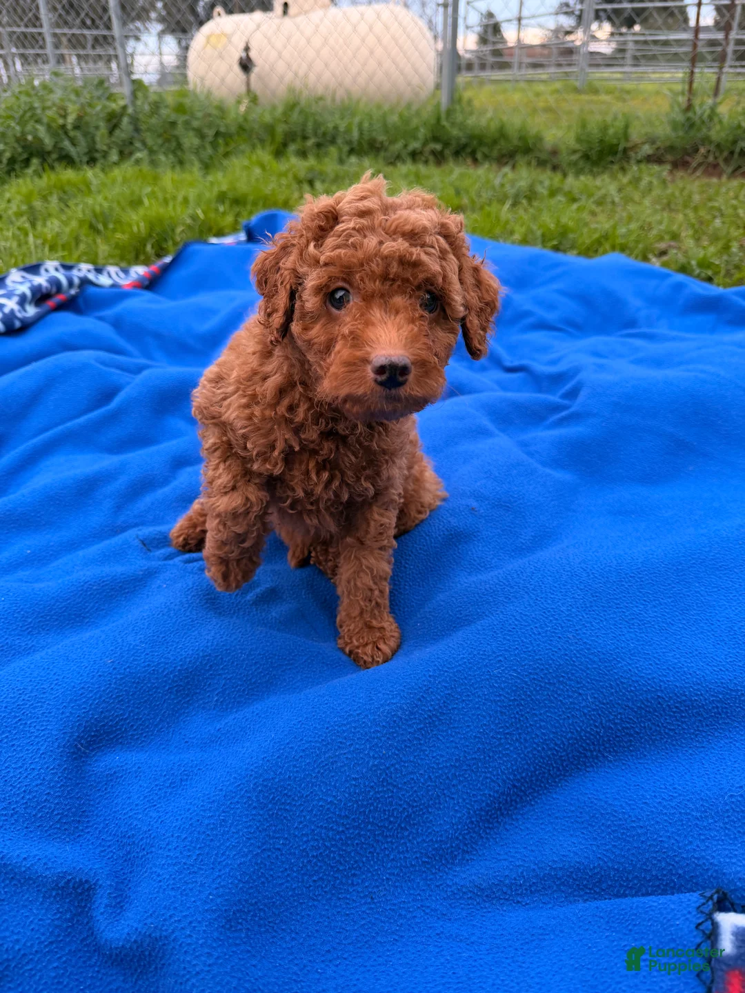 Mini Goldendoodle dogs for sale: Autumn  - Ad 6