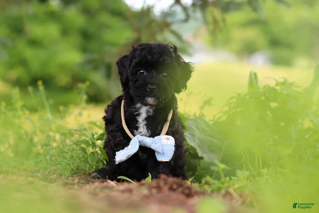 Havapoo dogs for sale: Riley - Ad 1