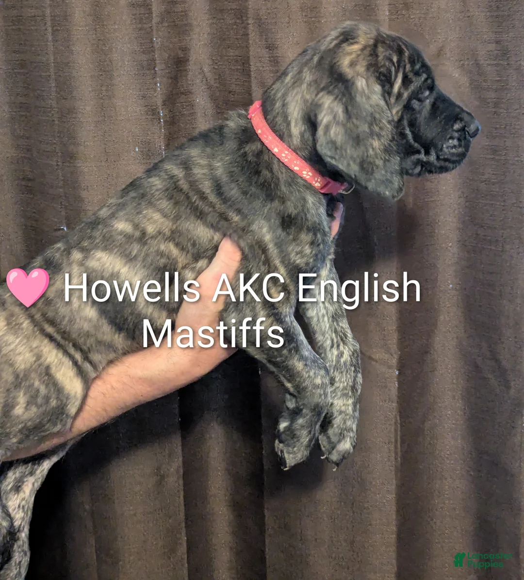 English Mastiff dogs for sale: English Mastiff Puppy pink - Ad 1