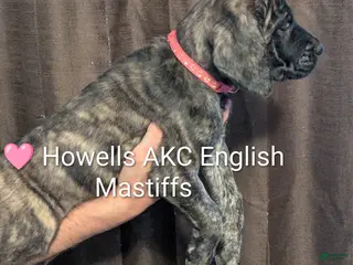 English Mastiff dogs English Mastiff Puppy pink - Ad 23