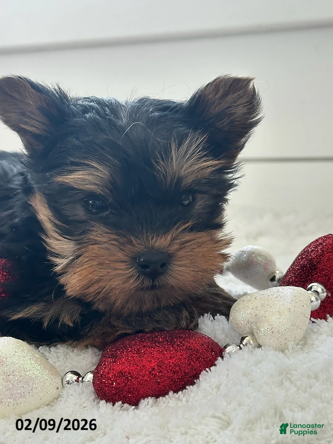 Yorkshire Terrier dogs for sale: Tucker - Ad 4