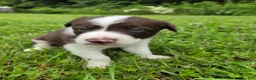 Border Collie dogs for sale: Border Collie 2 - Ad 3
