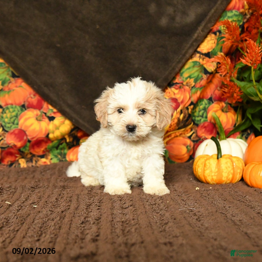 Maltipoo dogs Beula  - Ad 1