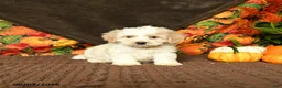 Maltipoo dogs for sale: Beula  - Ad 1