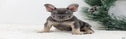 French Bulldog dogs for sale: Connor - Ad 4