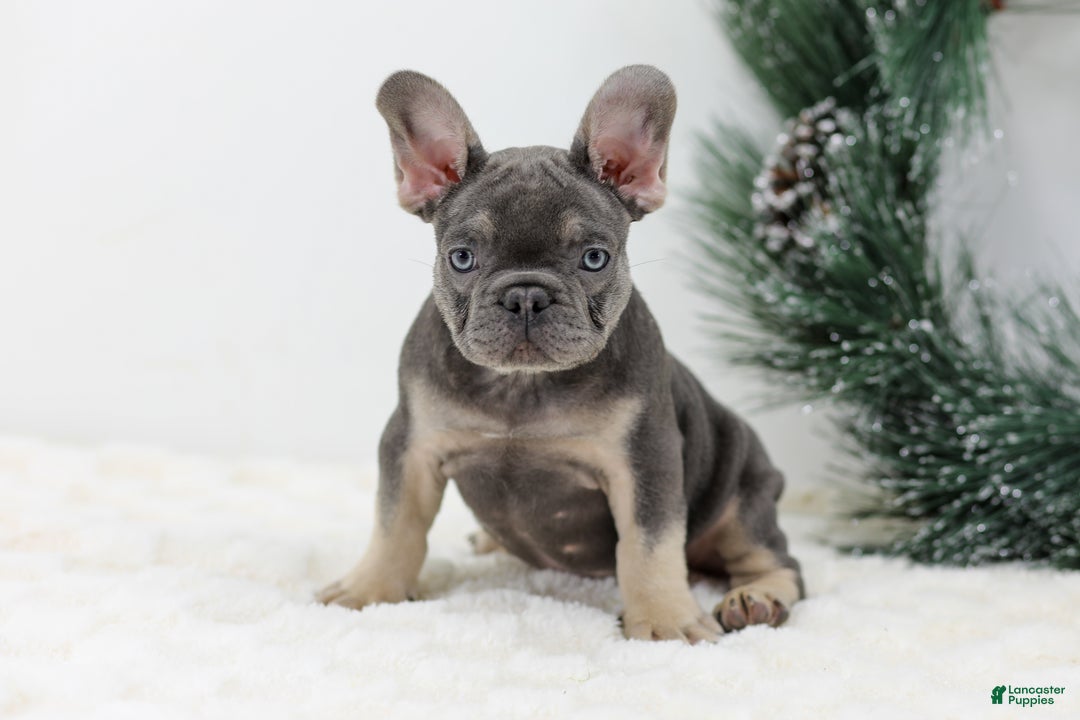 French Bulldog dogs for sale: Connor - Ad 4