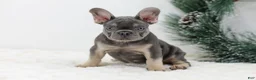 French Bulldog dogs for sale: Connor - Ad 4