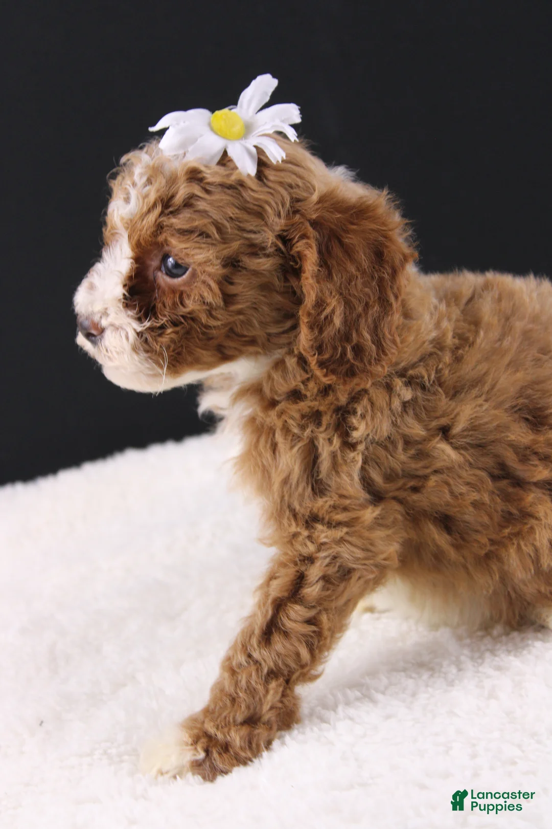 Mini Goldendoodle dogs for sale: Paislee - Ad 2
