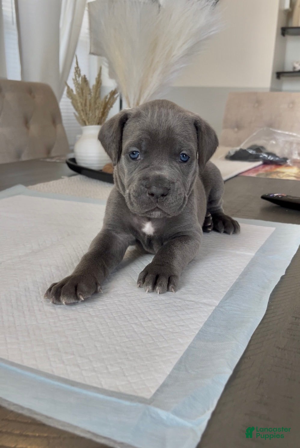 Cane Corso dogs Luxe - Ad 1