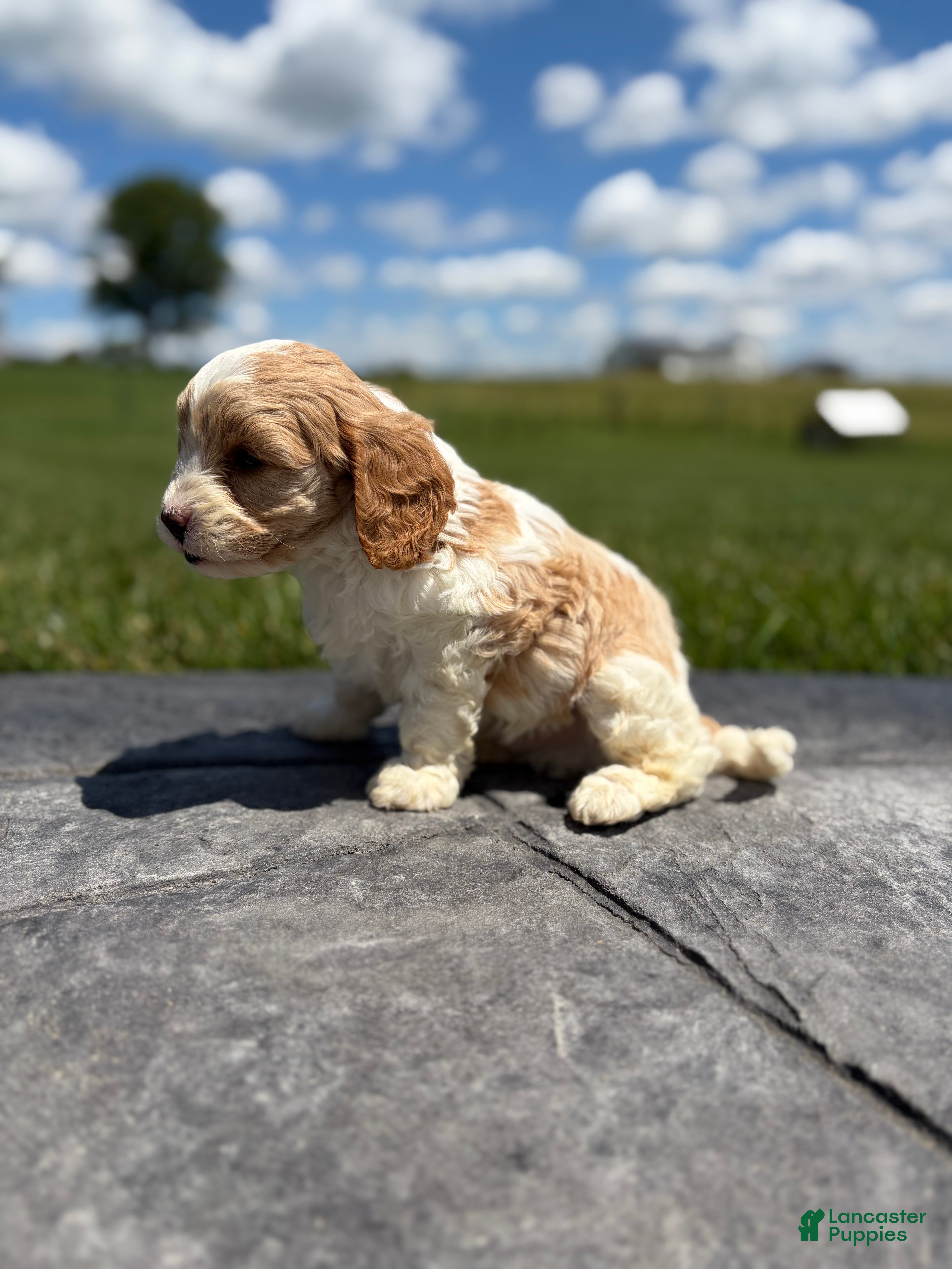 Cavapoo dogs Toby - Ad 2