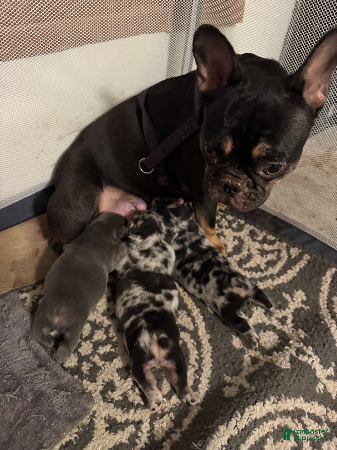 French Bulldog dogs for sale: Raven  - Ad 2