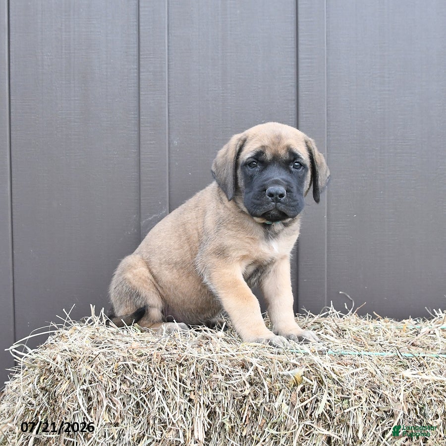 English Mastiff dogs Mocha - Ad 1