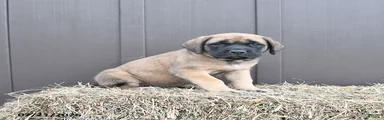 Mocha