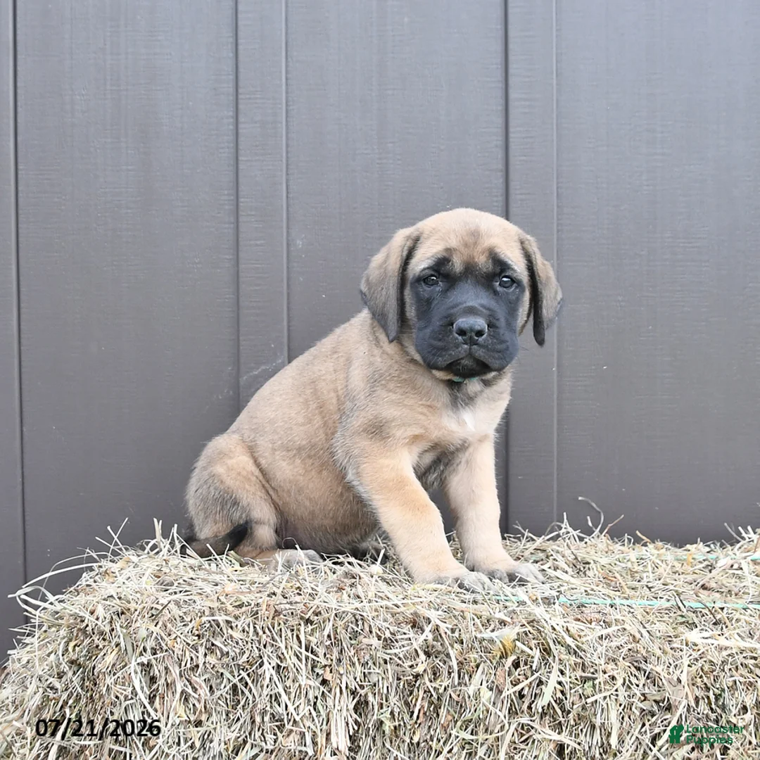 English Mastiff dogs for sale: Mocha - Ad 1