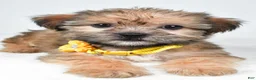 Shorkie dogs for sale: Avery - Ad 4