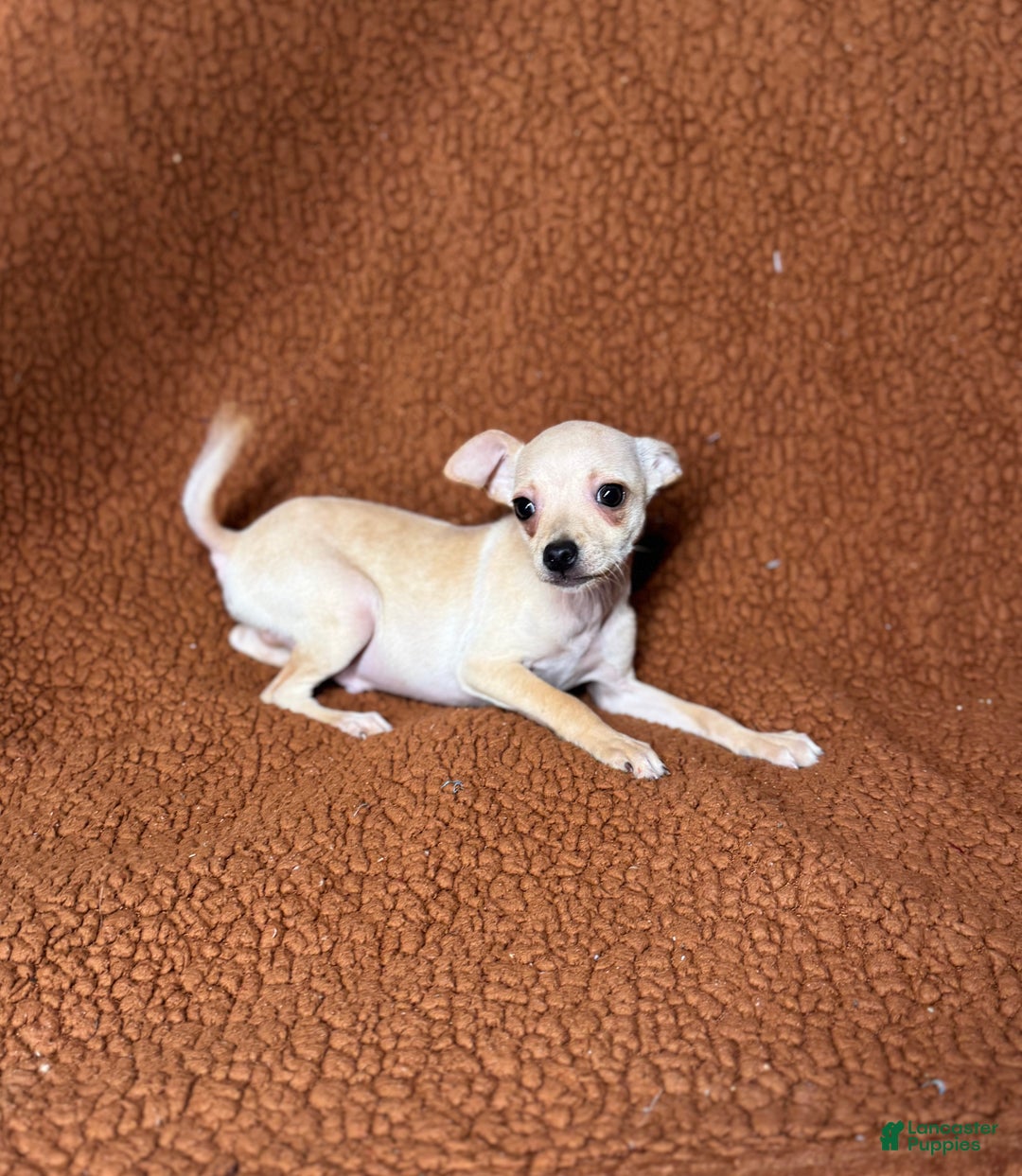 Chihuahua dogs for sale: Chucky - Ad 5