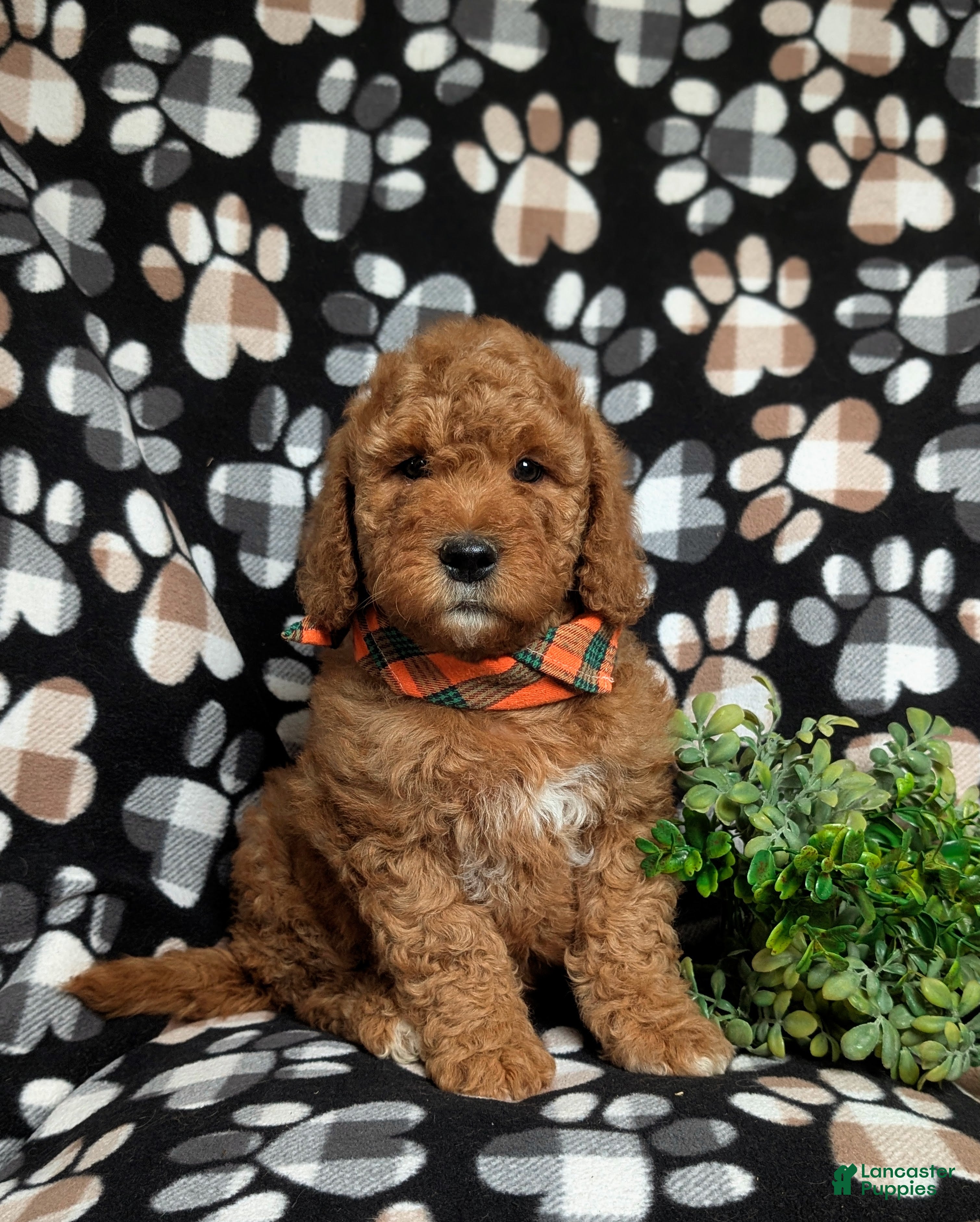 Goldendoodle dogs Farlow - Ad 1