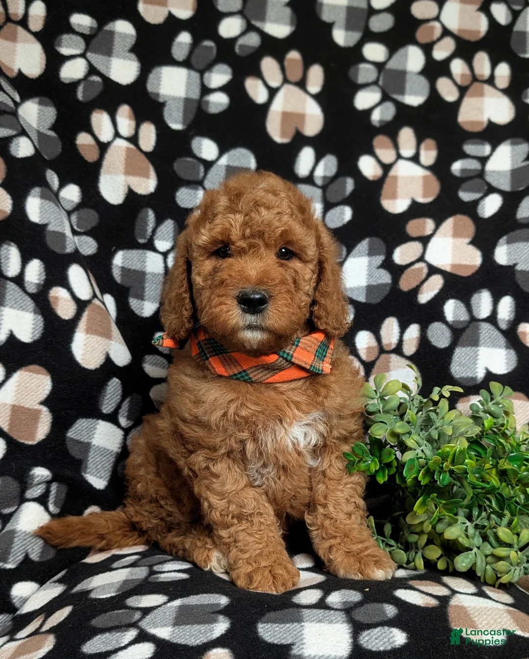 Goldendoodle dogs for sale: Farlow - Ad 1