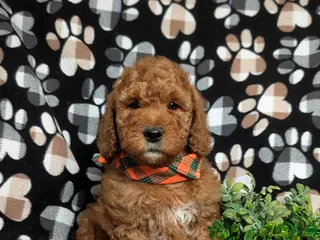 Mini Goldendoodle dogs for sale: Farlow - Ad 3