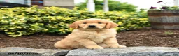 Golden Retriever dogs for sale: Jimmy - Ad 1