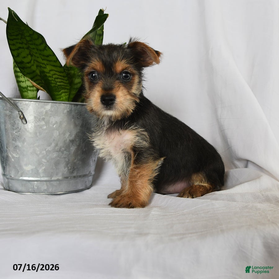 Yorkshire Terrier dogs Garfield - Ad 1