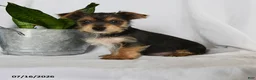 Yorkshire Terrier dogs for sale: Garfield - Ad 1