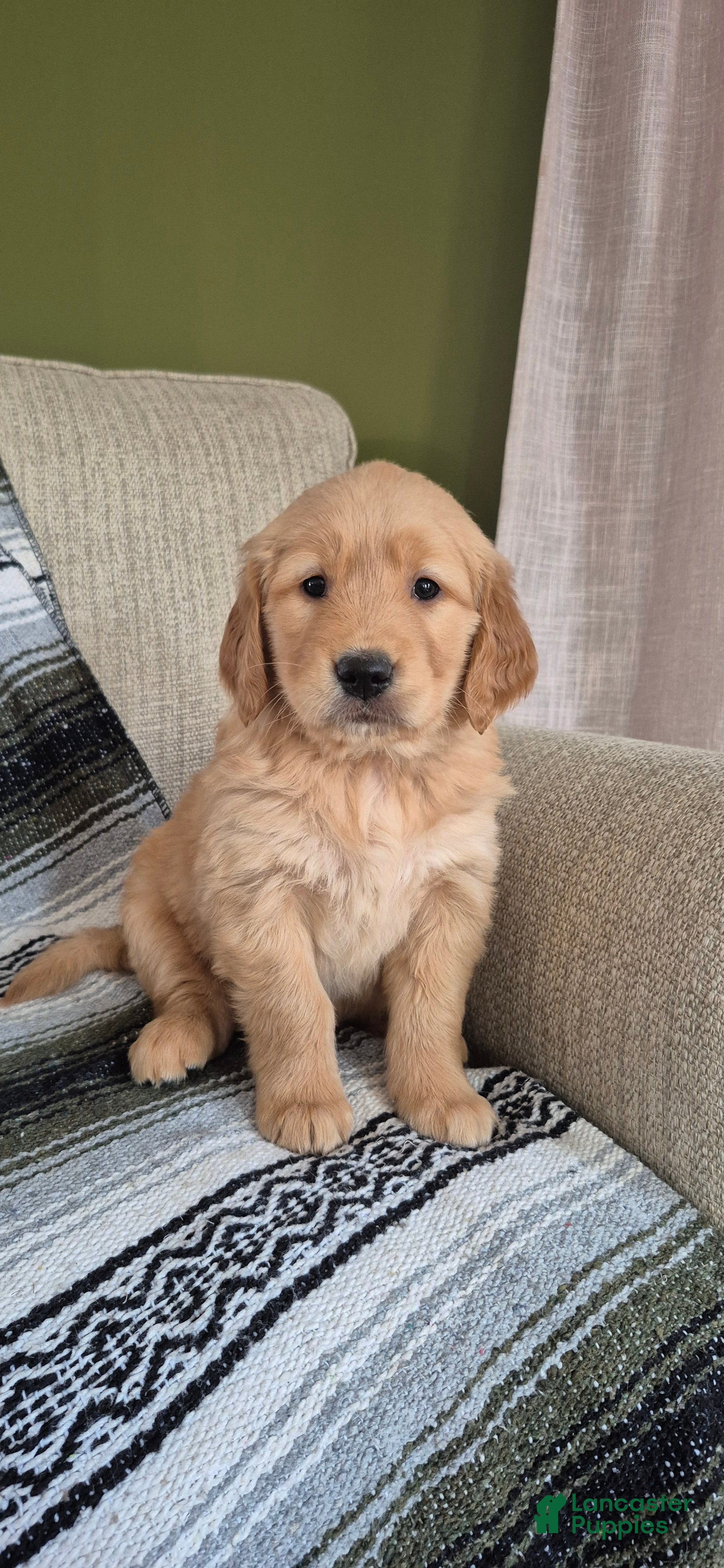 Golden Retriever dogs Tessa - Ad 12