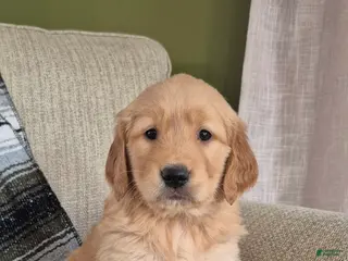 Golden Retriever dogs Tessa - Ad 12