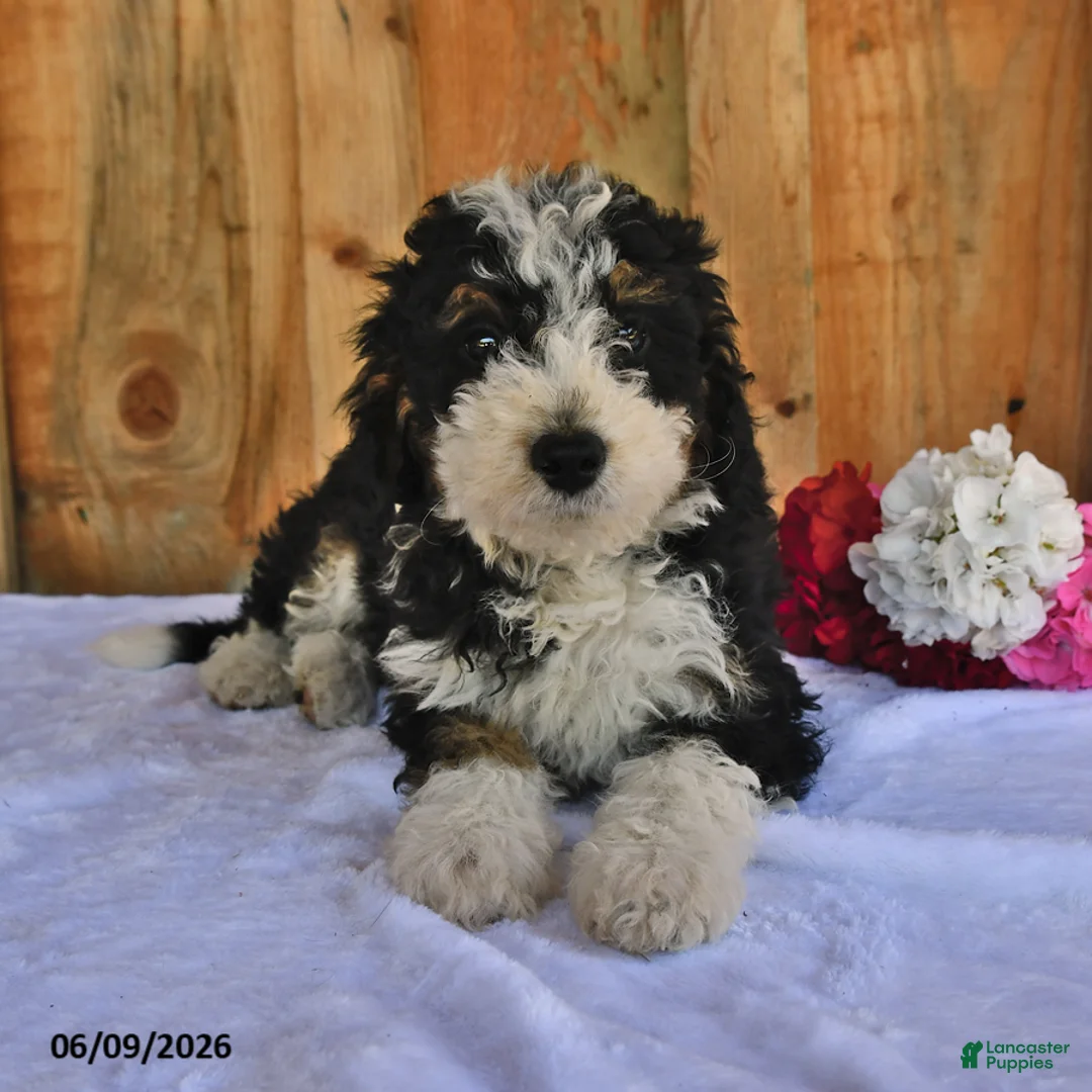 Bernedoodle dogs for sale: Oscar - Ad 1