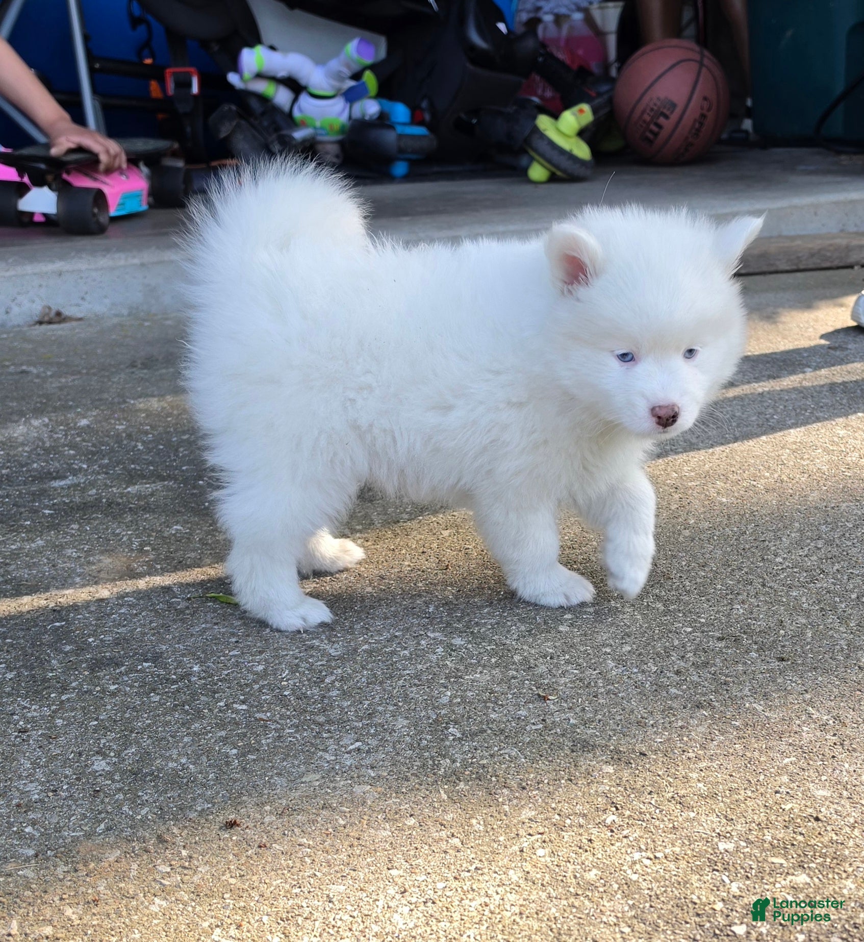 Pomsky dogs FRED - Ad 42