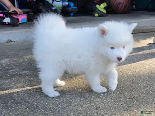 Pomsky dogs FRED - Ad 42