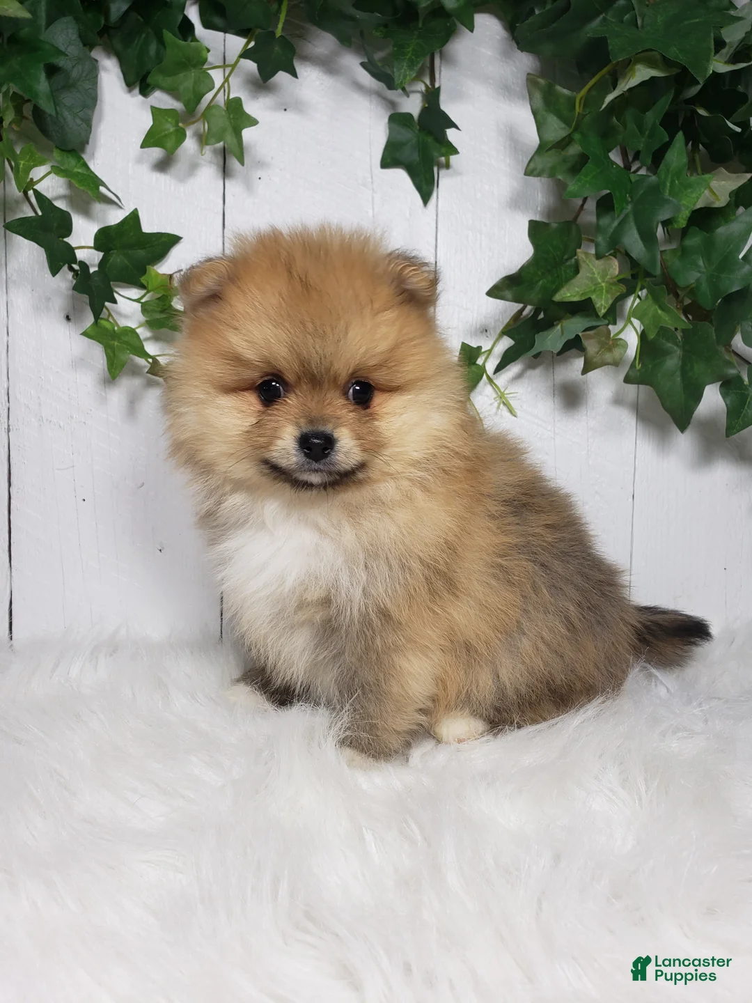 Pomeranian dogs for sale: Cody  - Ad 2
