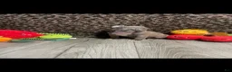American Bully dogs for sale: American Bully 4 - Ad 3