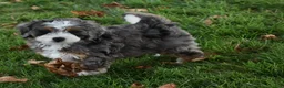 Mini Bernedoodle dogs for sale: Jodie F1b - Ad 3