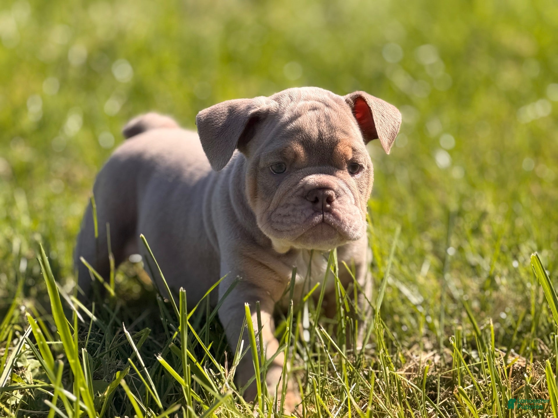 Bulldog (Bulldog, Male) in Clayton, OH