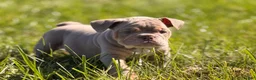 English Bulldog dogs for sale: English Bulldog 1 - Ad 1