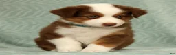 Australian Shepherd dogs for sale: Cooper - Ad 6
