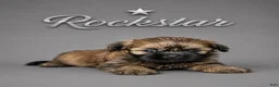 Shih Tzu dogs for sale: Bon Jovi  - Ad 11